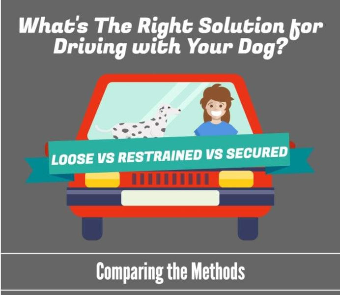 What's the Right Dog Travel Solution?