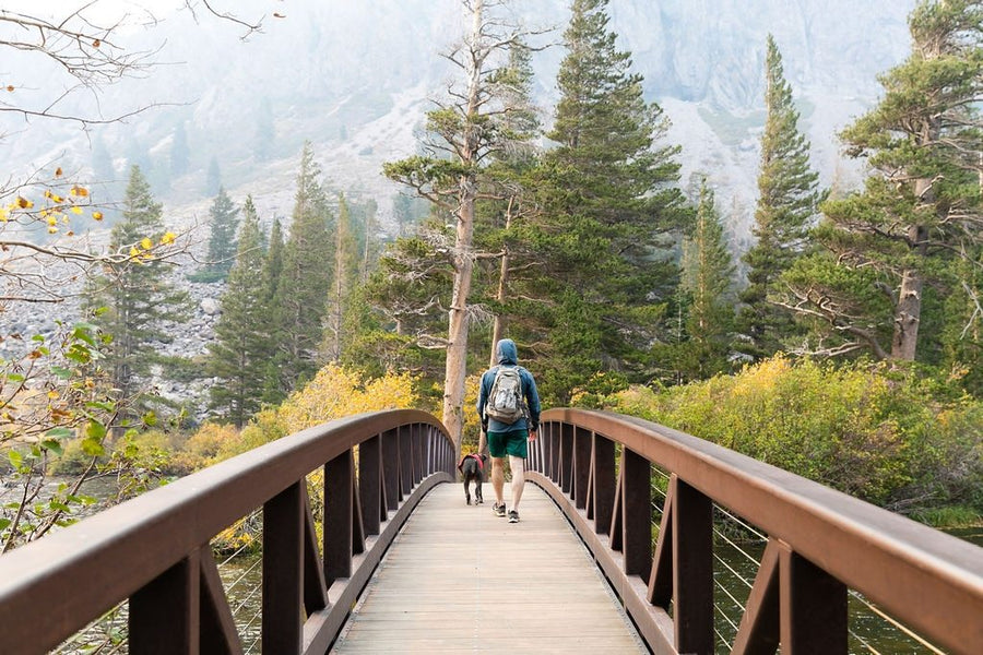 California Fall Colors and Eastern Sierra Adventures with our Dog, Spruce