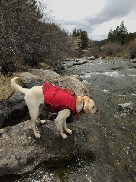 5 Ways to Prepare to Fly Fish with Your Dog
