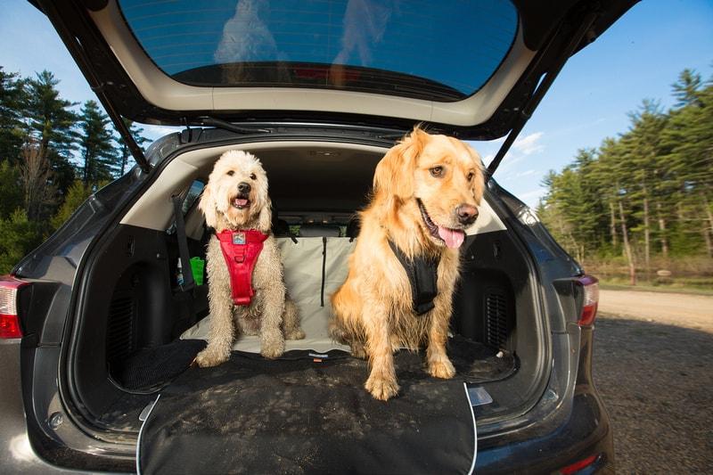 10 Questions to Ask Before Getting A New Dog