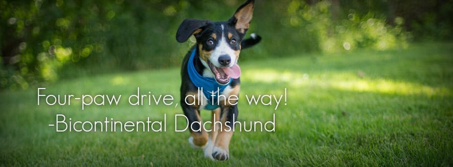 Dog Bloggers' Favorite Summer Spots!